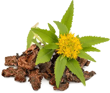 Rhodiola Rosea Extract